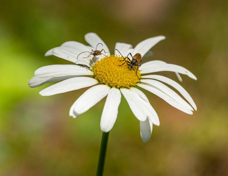 Two Insects On A Daisy