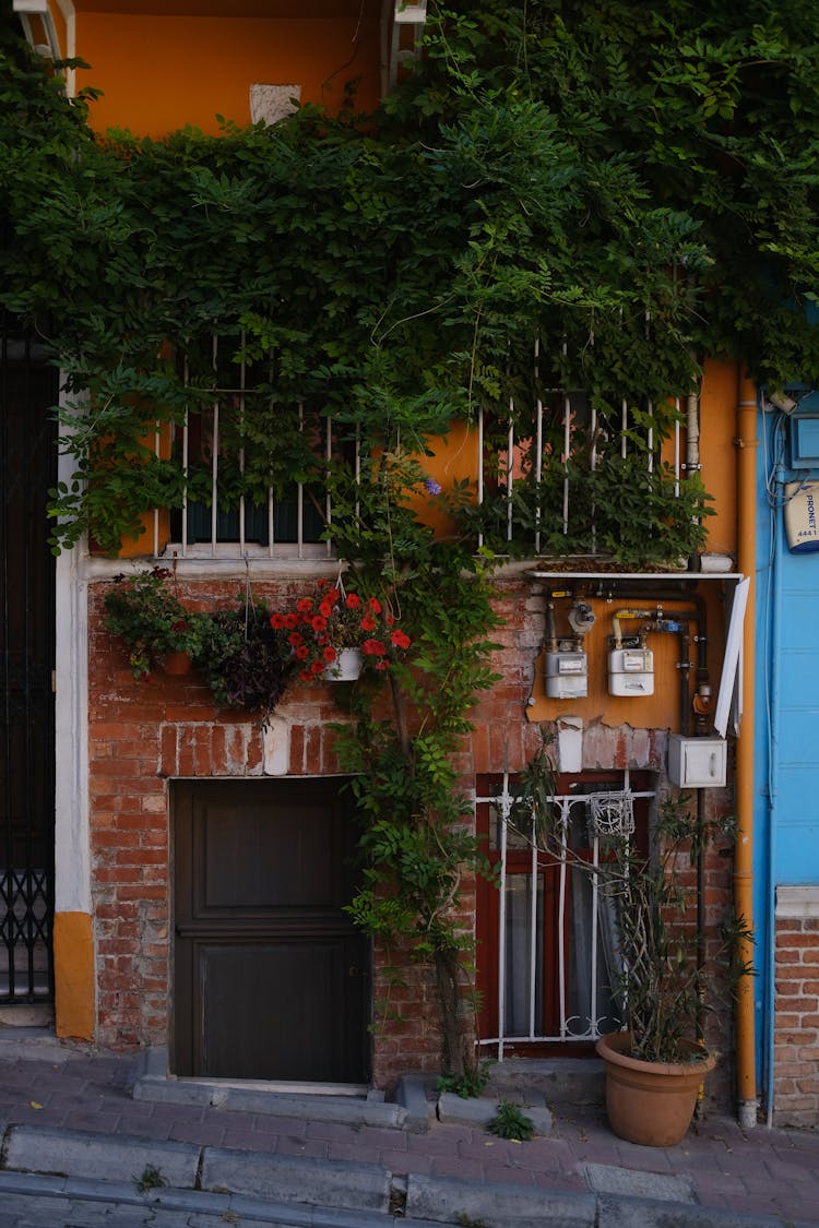 Ivy On An Apartment Building