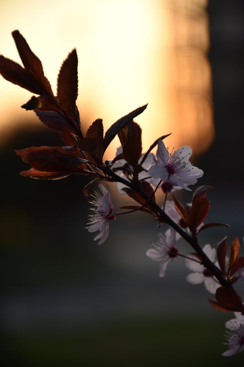 Branch with Cherry Blossoms