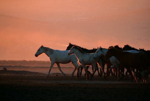 atlar, büyükbaş hayvan sürüsü, çayır içeren Ücretsiz stok fotoğraf