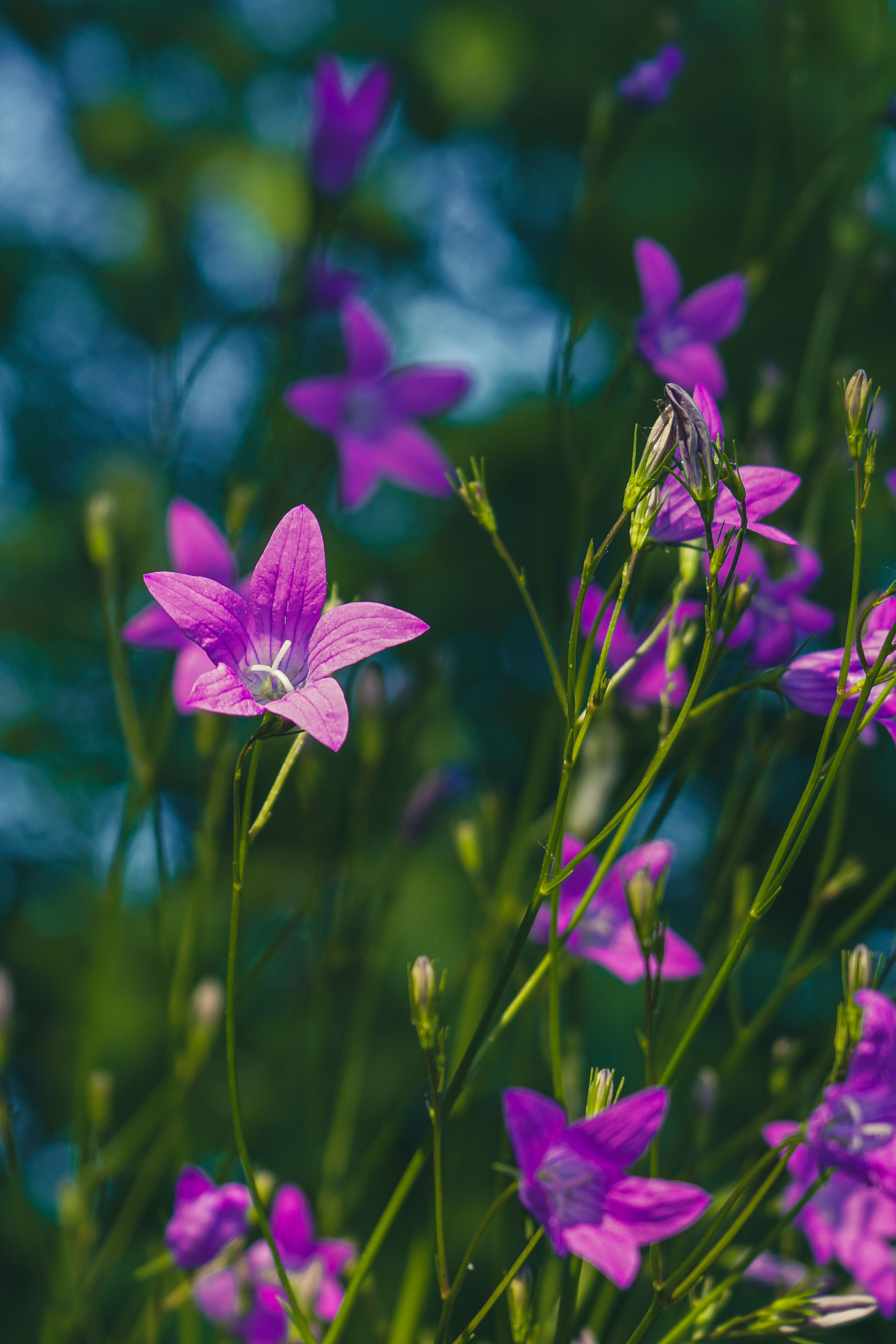 Selective Focus Photography of Purple Petaled Flower · Free Stock Photo