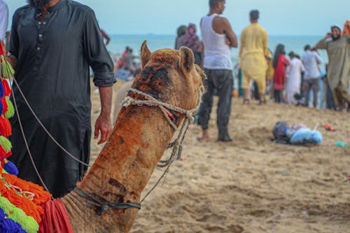 Camel - Manora Beach Karachi - Asian Animal