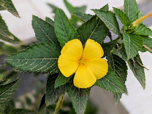 Foto profissional grátis de alegre, amieiro amarelo, aumento