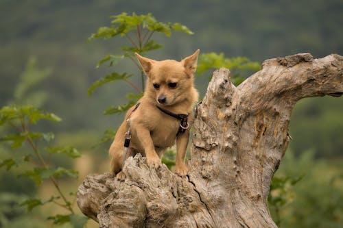 Kostnadsfri bild av chihuahua, djurfotografi, hund