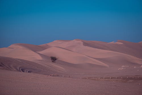 乾燥, 木, 砂の無料の写真素材