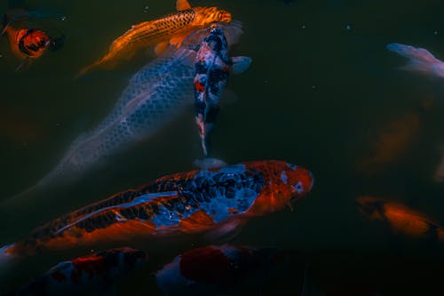 Ingyenes stockfotó állatfotók, fényképek a vadvilágról, hal témában