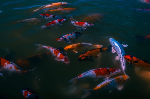 Kostnadsfri bild av djurfotografi, fisk, närbild