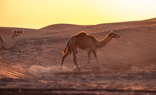 Бесплатное стоковое фото с верблюд, закат, засушливый