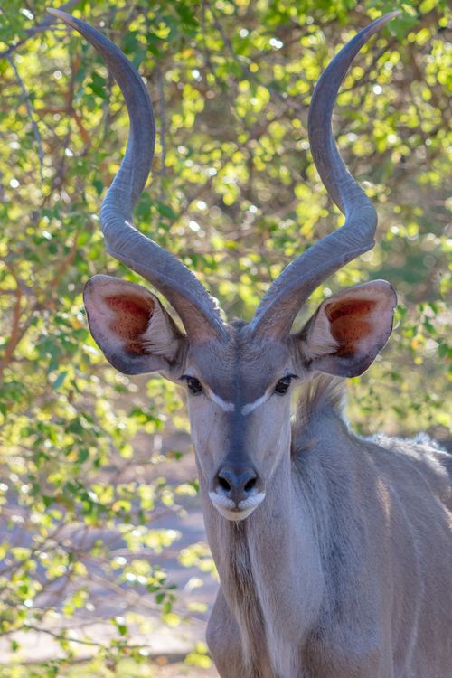 Free Vertical shot of a kudu with striking antlers amidst lush greenery, capturing wildlife essence. Stock Photo