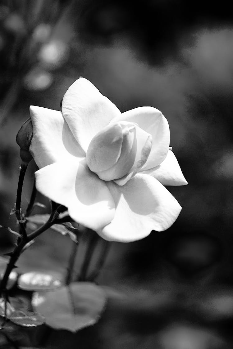 White Flowering Gardenia