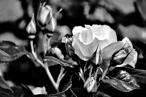 Free Flower and Leaves in Black and White Stock Photo
