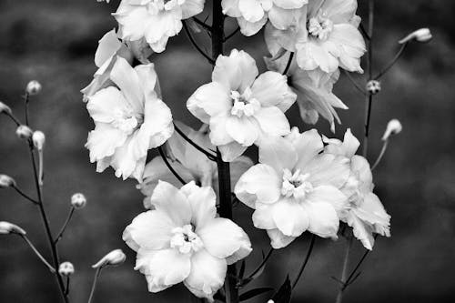 Darmowe zdjęcie z galerii z biały, czarno-biały, kwiaty