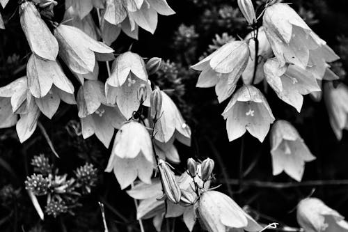 Flowers in Black and White