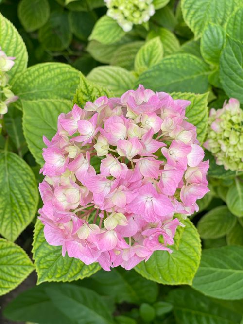 Free Close-up of a pink hydrangea flower surrounded by lush green leaves, capturing summer's beauty. Stock Photo