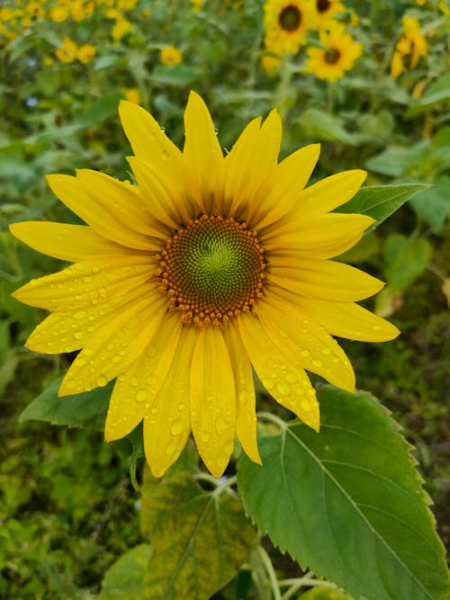 Gratis stockfoto met bloem, boerderij, druppels