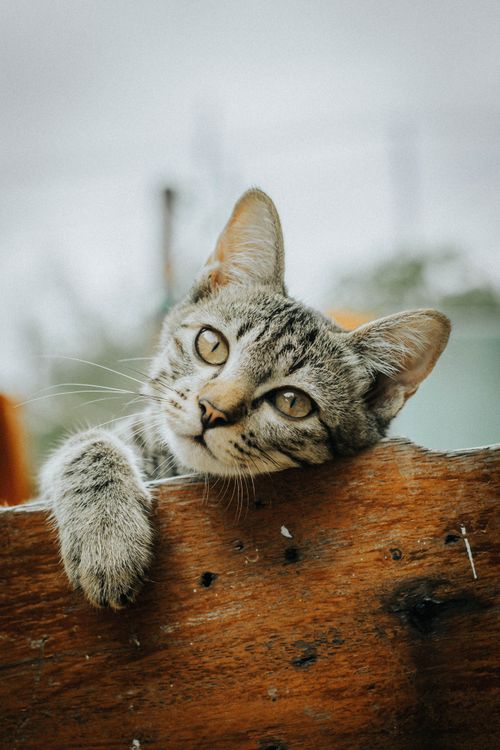 Close-up of a Kitten behind a Wooden Fence · Free Stock Photo