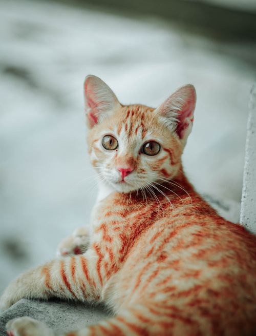 Free A ginger tabby cat with striking eyes relaxing on a surface outdoors in Bangkok, Thailand. Stock Photo