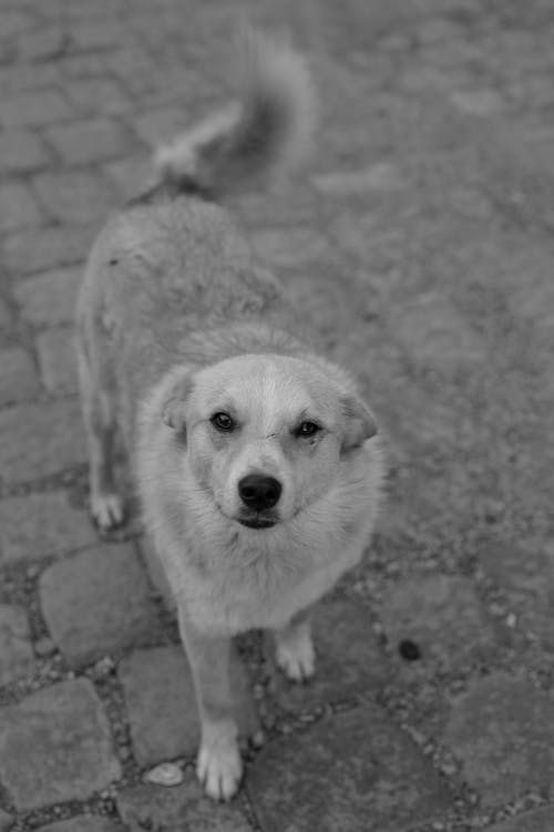 Black and White Photo of a Dog Standing on a Pavement 