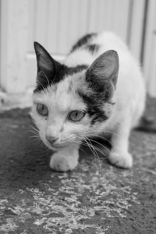 Cat in Black and White