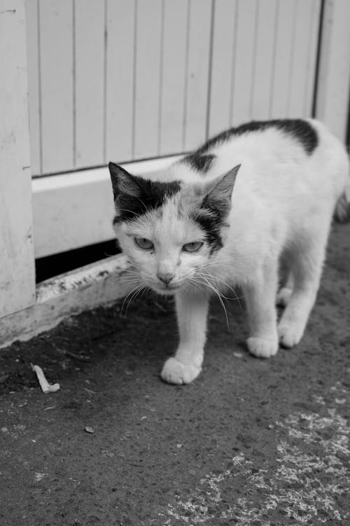 Black and White Photo of a Cat Standing Outside near a Wall 