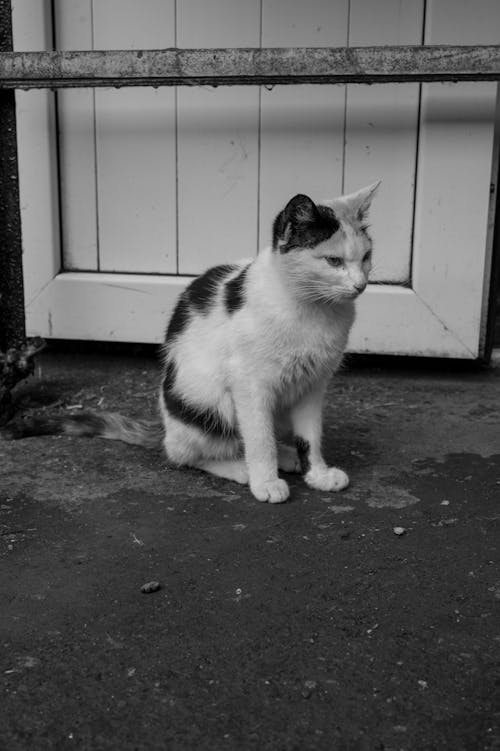 Black and White Photo of a Cat Sitting on the Ground 