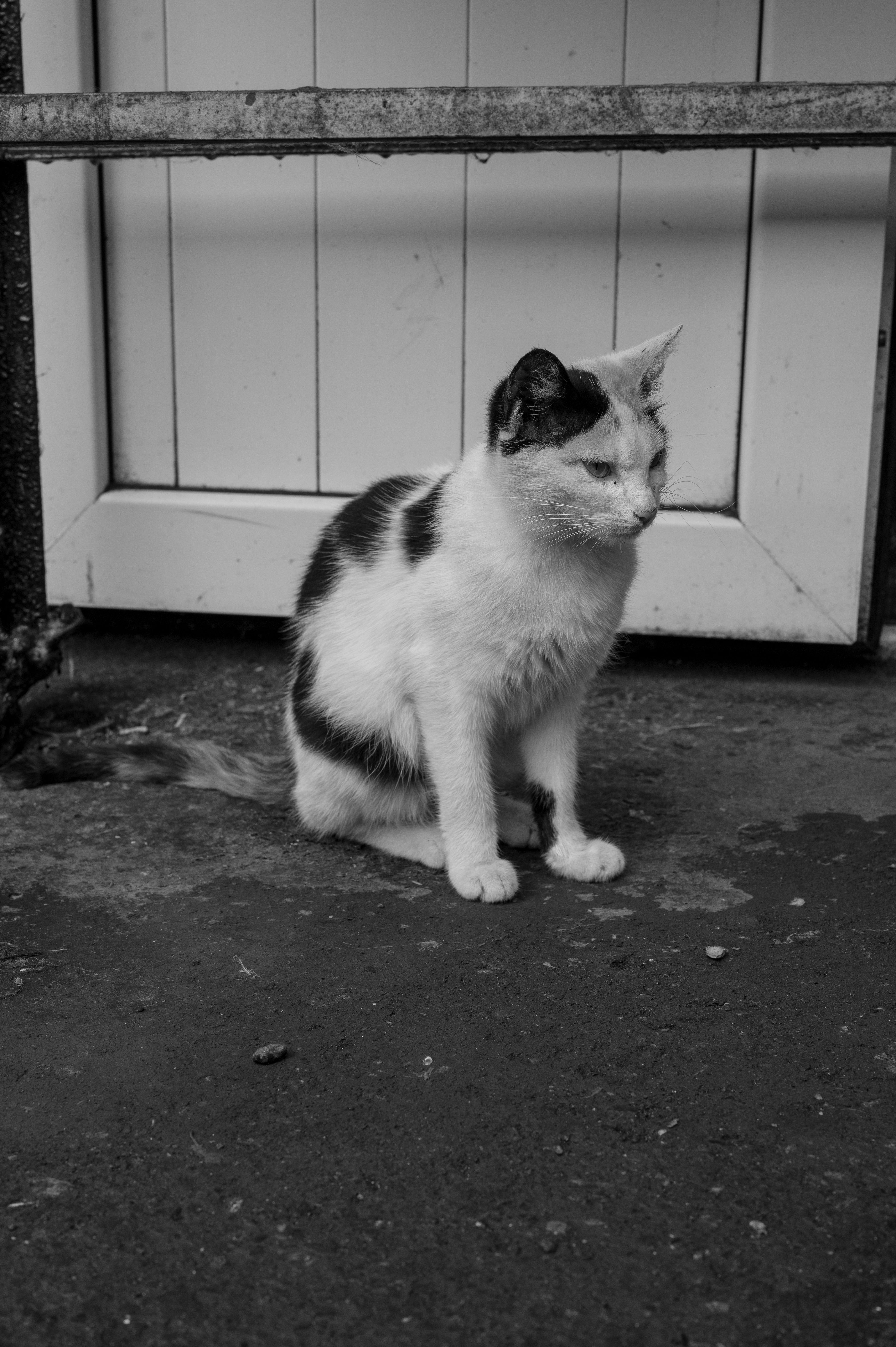 Black and White Photo of a Cat Sitting on the Ground · Free Stock Photo