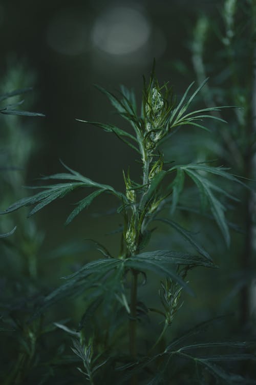 Free Close-Up Photo of a Mugwort Plant  Stock Photo