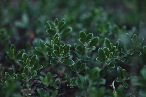 Close-up of Bright Green Leaves of a Shrub