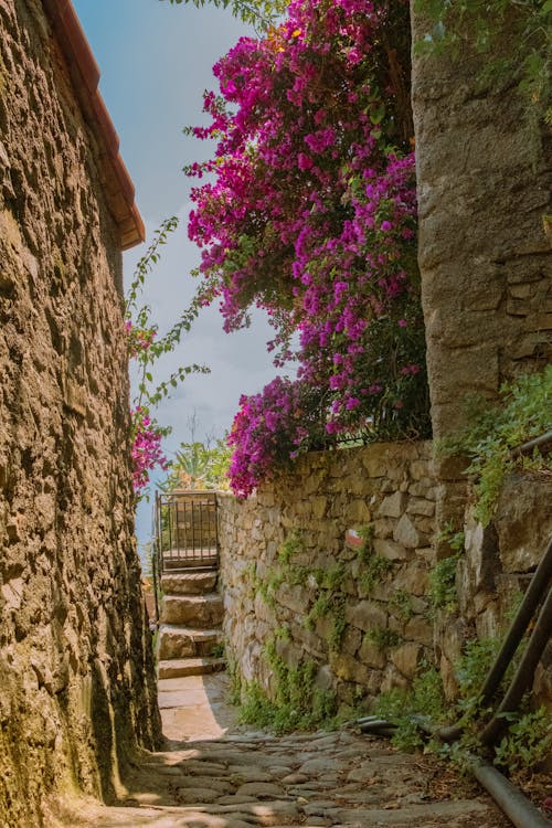 View of a Narrow Alley with Stone Buildings and a Purple Bougainvillea under Blue Sky 