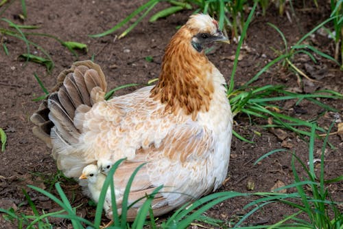 Close-up of a Hen Sitting on the Ground 