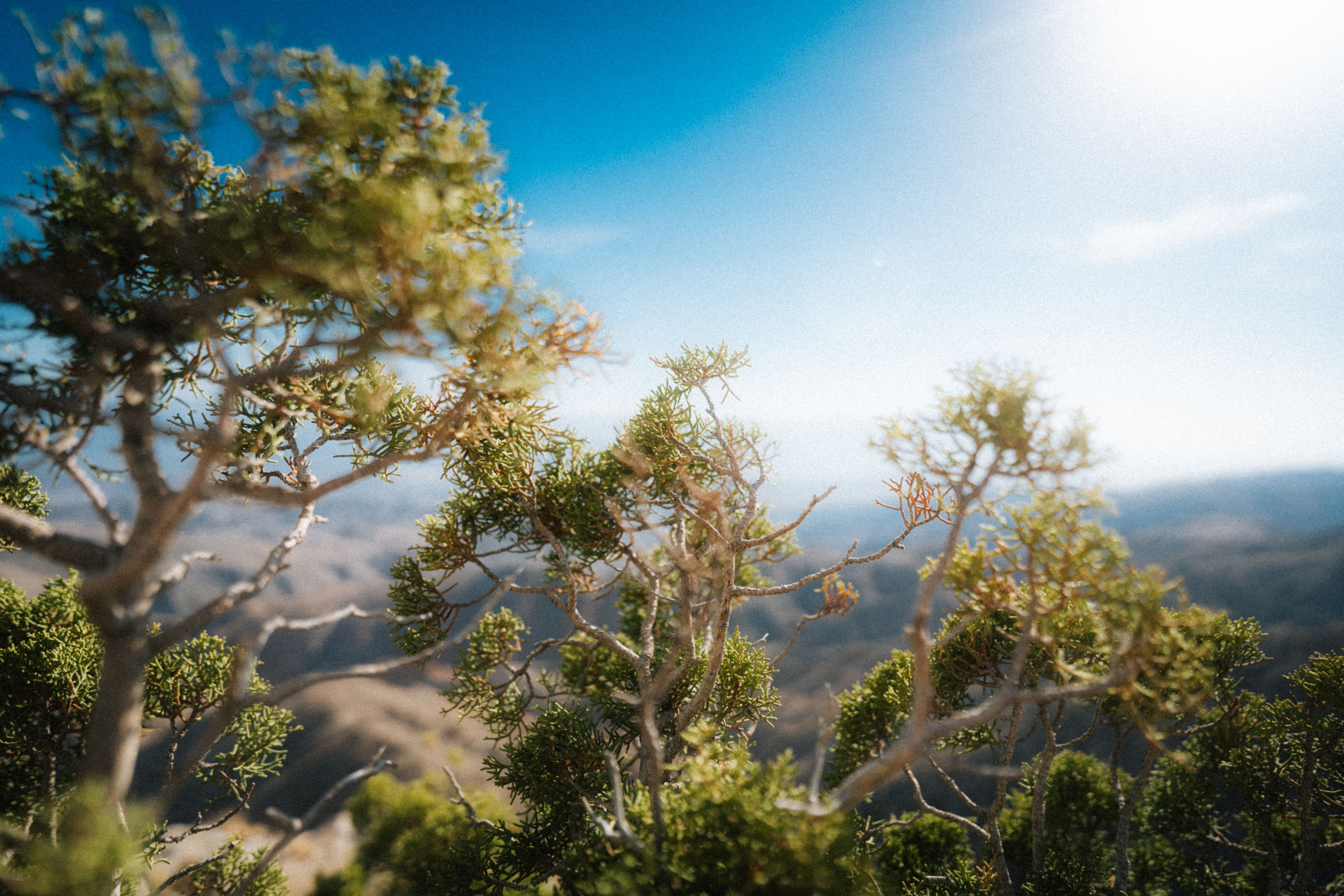 Captivating view of desert foliage under a clear blue sky at Joshua Tree, CA.