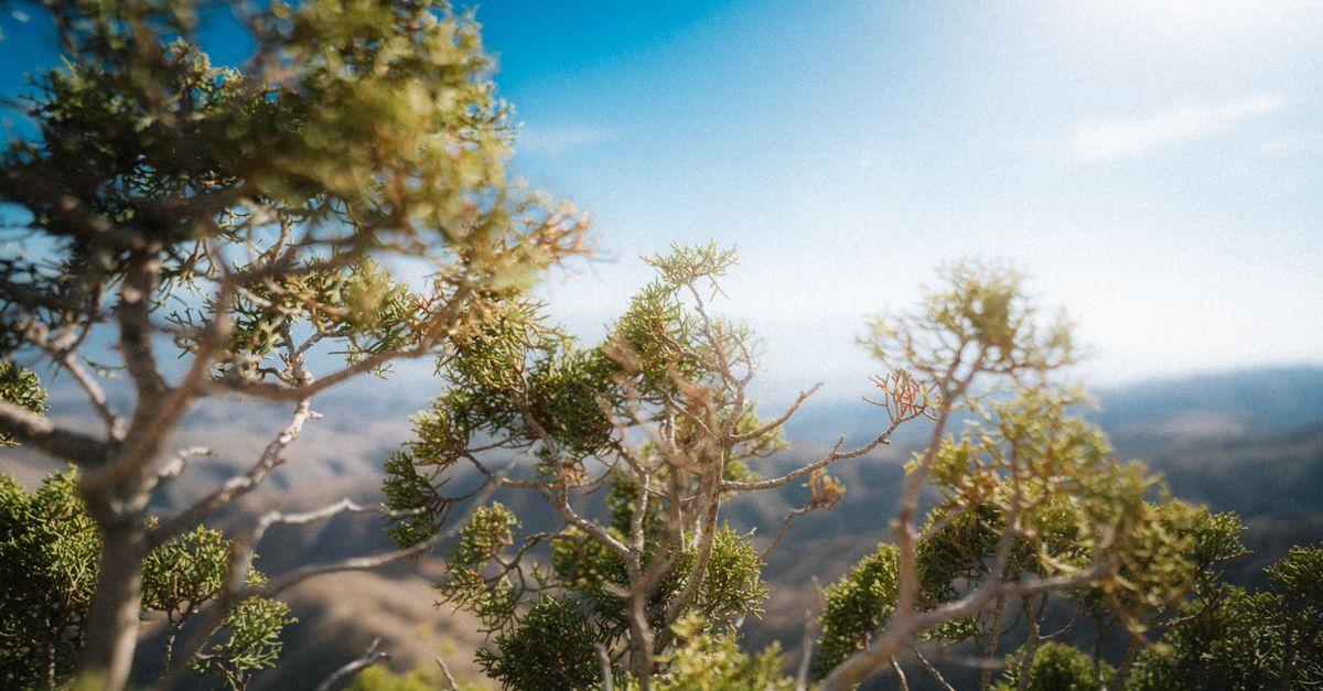 Captivating view of desert foliage under a clear blue sky at Joshua Tree, CA.