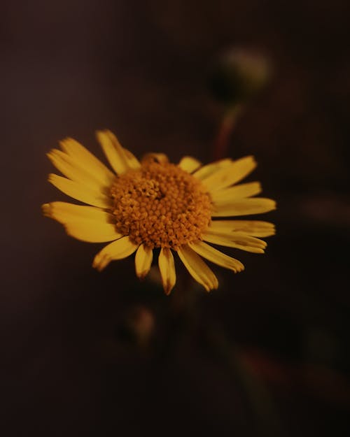 бесплатная Желтый цветок с лепестками Стоковое фото