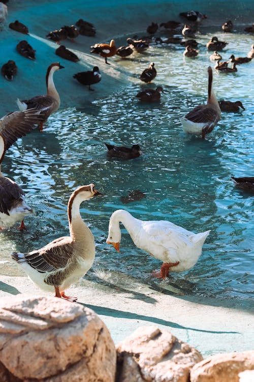 動物攝影, 垂直拍攝, 池塘 的 免費圖庫相片