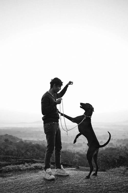 Man Playing with Dog on Mountain against Landscape