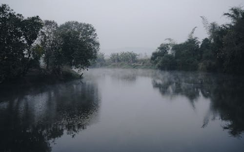 Trees and Shrubs on River Banks in Morning Fog