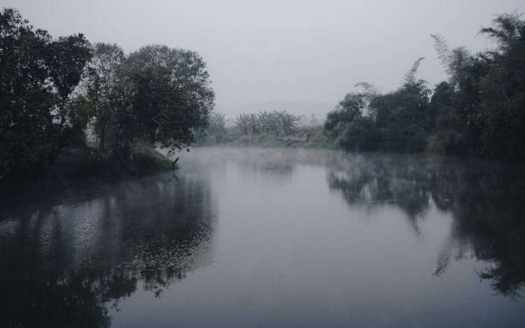 Trees And Shrubs On River Banks In Morning Fog