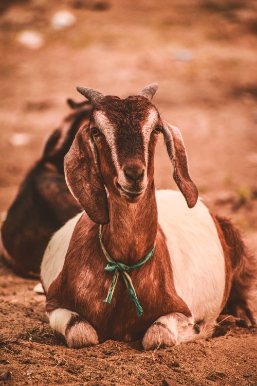 Free A serene goat lies on rural farm ground in Aluva, Kerala, India, showcasing livestock relaxation. Stock Photo
