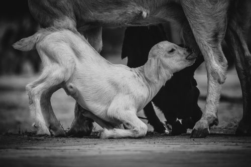 Free Adorable goat kid nursing in black and white, captured on a farm in Aluva, India. Stock Photo