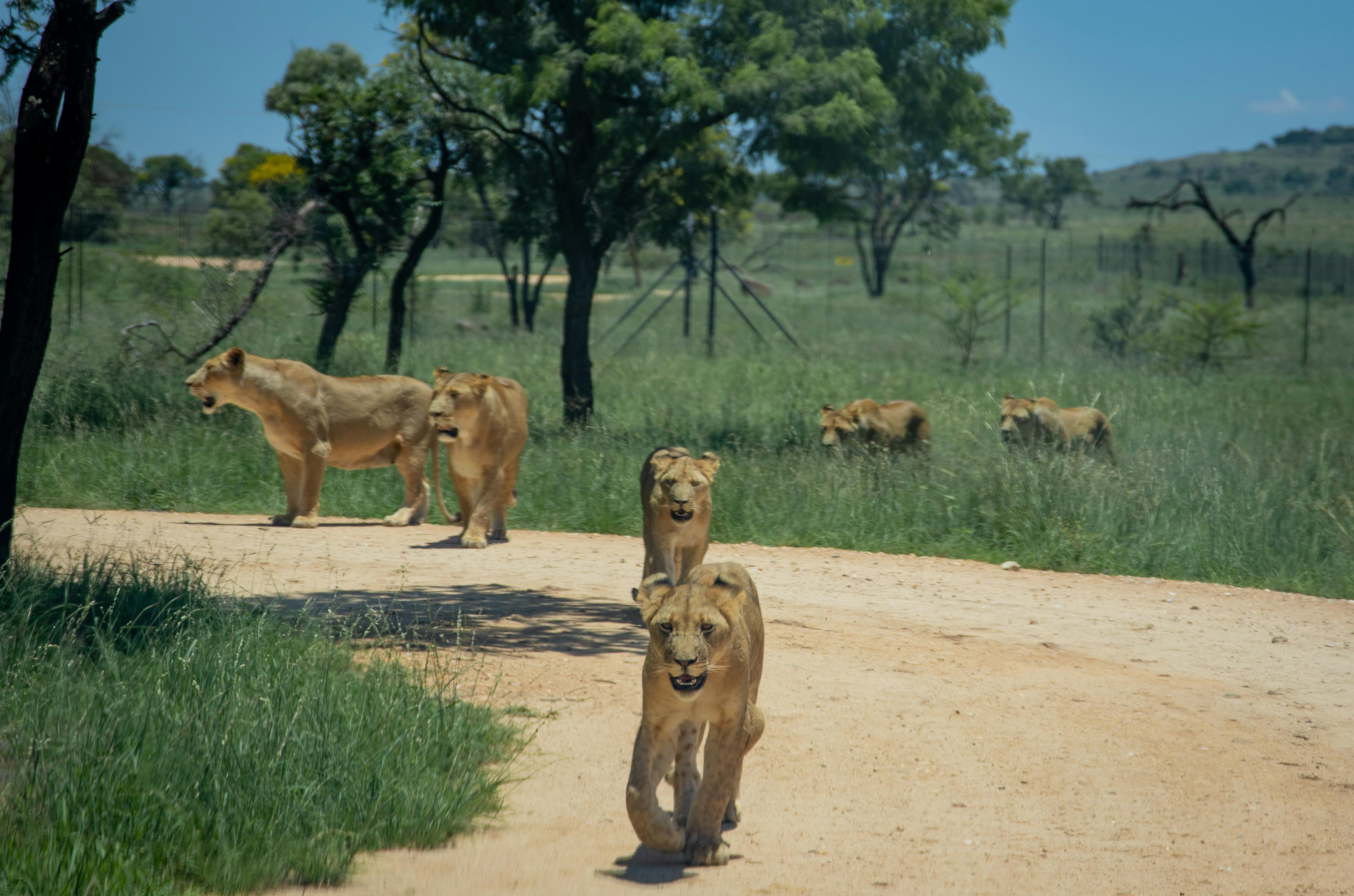 Free stock photo of africa, animals, big five