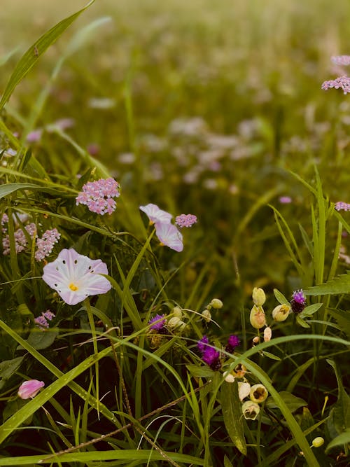 Foto profissional grátis de arbusto da flor, beleza naturezas, bellflowers