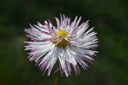 Základová fotografie zdarma na téma bokeh, detail, květ