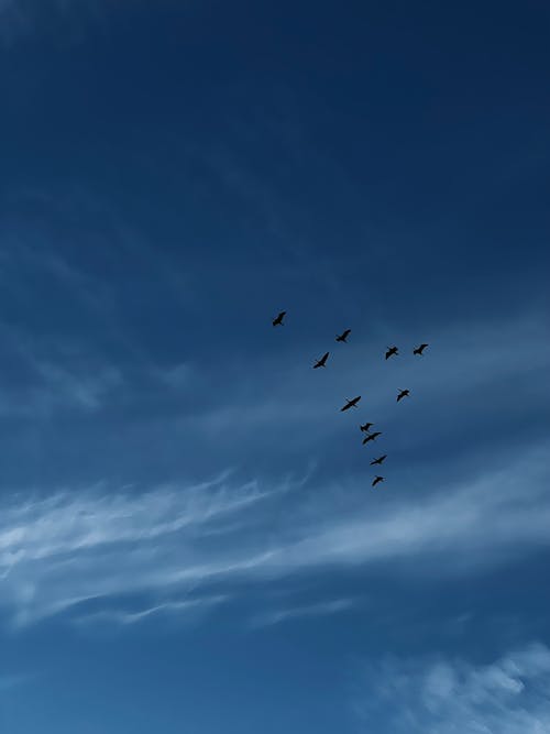 Flying Birds on Sky