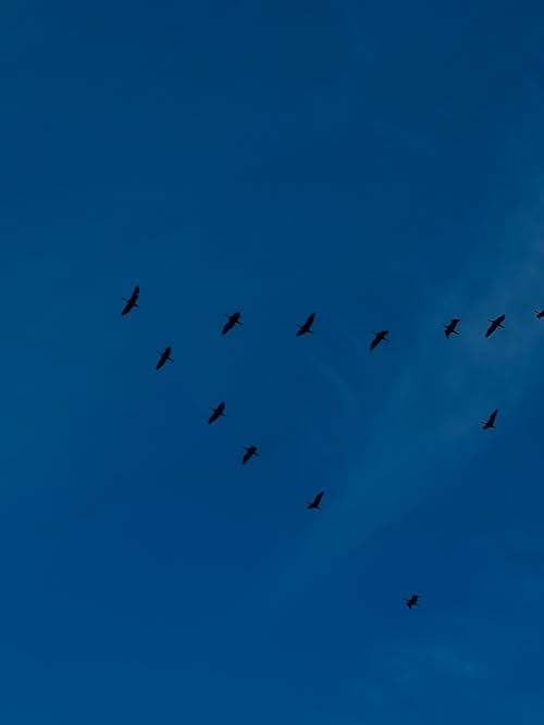 Birds Flying on Blue Sky