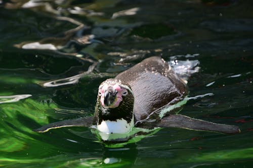 Imagine de stoc gratuită din fotografie de animale, grădină zoologică, humboldt pinguin