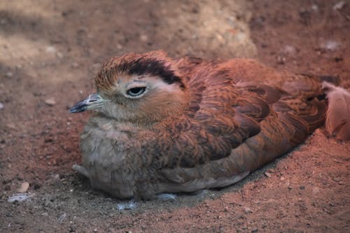 Close up of Bird on Ground