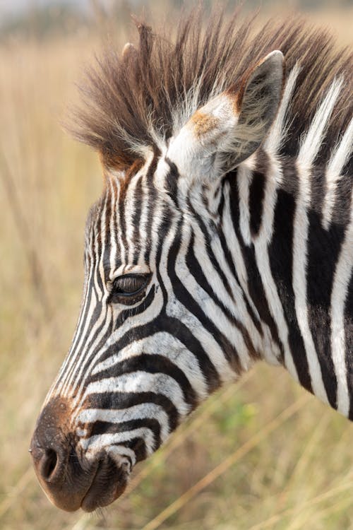 Zebra in Wild Nature