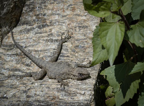 Darmowe zdjęcie z galerii z agama kaukaska, chropowaty, fotografia przyrodnicza