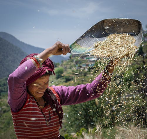 Fotos de stock gratuitas de agricultura, anciano, cereales