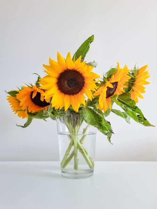 Free A beautiful arrangement of sunflowers in a glass vase against a white background. Stock Photo